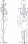 Image result for Standing Posture Plumb Line