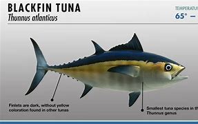 Image result for Tuna Breeds