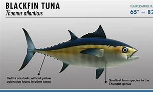 Image result for Tuna Fish Species