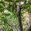 Image result for Artificial Olive Tree