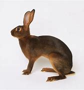 Image result for Hare White Background Long Ears