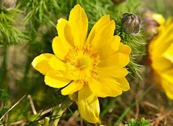 Image result for Adonis Plant