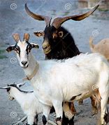 Image result for Male and Female Goat