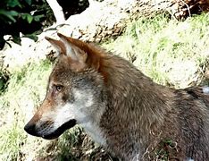 Image result for Close of a Wolf's Side View