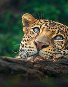 Image result for Java Leopard