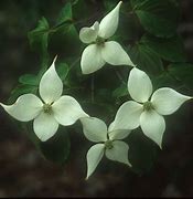 Image result for Cornus Chinensis