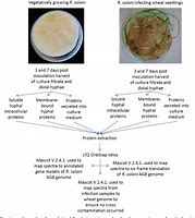 Image result for Pythium SPP Rhizoctonia Solani