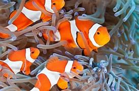 Image result for School of Clownfish