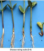 Image result for Disease Cycle of Rhizoctonia Solani