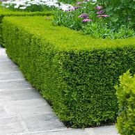 Image result for English Boxwood Shrubs