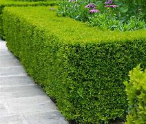 Image result for Plant Boxwood Shrubs