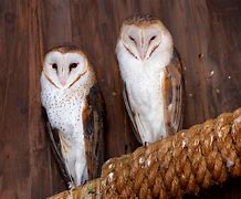 Image result for Barn Owl Family