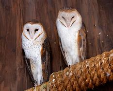 Image result for Neon Barn Owl