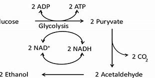 Image result for Yeast Cell Fermentation Alcohol