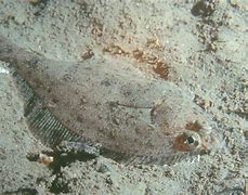 Image result for Flatfish Species