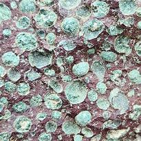 Image result for Chlorite Basalt