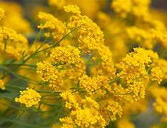 Image result for Shrubs with Yellow Flowers and Brown Leaves