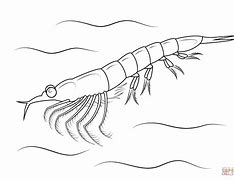 Image result for Krill Clip Art