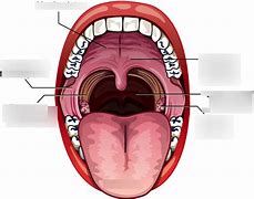 Image result for Parts of Oral Cavity