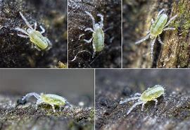 Image result for Trombiculidae