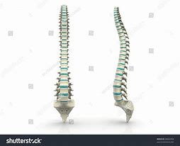 Image result for Human Spine Black and White