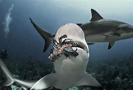 Image result for What Eats Sharks