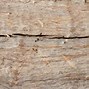 Image result for Wood Wall Texture Log