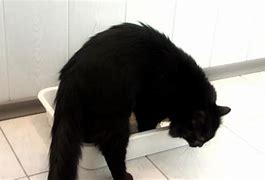 Image result for Cat Using Toliet