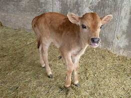 Image result for Calf Baby Cow