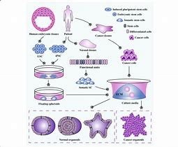 Image result for Unipotent Stem Cells