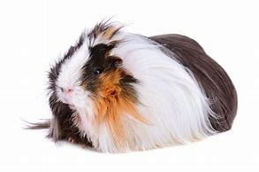 Image result for Long Hair Guinea Pig