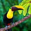 Image result for Rainforest Animals Toucan