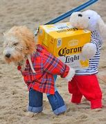 Image result for Cute Dog Halloween Costume Ideas