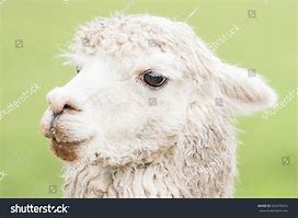 Image result for Pet Llama