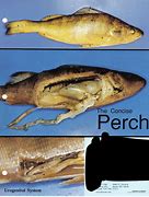 Image result for perch habitat