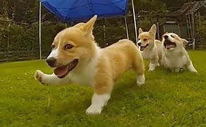 Image result for Corgi Puppies Running