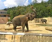 Image result for Zoo Mammals