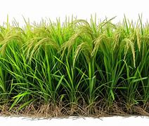 Image result for Rice Field Victor PNG