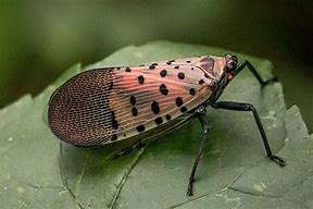 Image result for LanternFly