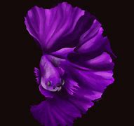 Image result for Purple Betta Fiah