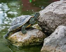 Image result for Turtle Rock in Ocean