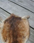 Image result for Muskrat Pelt