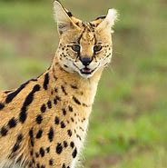 Image result for Serval Cat Photos