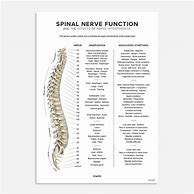 Image result for Spinal Nerve Function Chart