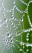 Image result for Spider Web Dew