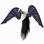 Image result for Vulture Spirit