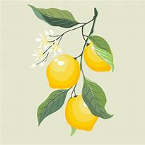 Image result for Lime Tree Clip Art