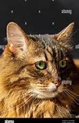 Image result for Munchkin Cat Gray Tabby