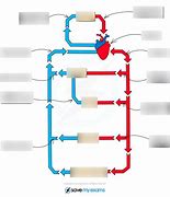 Image result for Circulatory System Diagram KS4