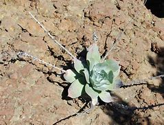 Image result for Dudleya Pulverulenta